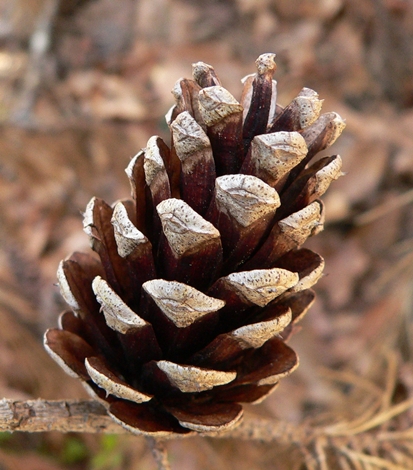 {Pinus glabra}
